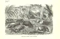 Picture 35 of 40 from Wild Life under the Equator. Narrated for young people, etc (1869), leaf 201