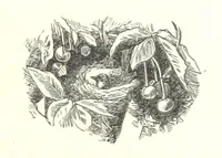Picture 9 of 40 from Wild Life under the Equator. Narrated for young people, etc (1869), leaf 55