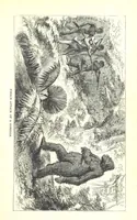 An illustration from Wild Life under the Equator. Narrated for young people, etc (1869)