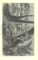Picture 13 of 40 from Wild Life under the Equator. Narrated for young people, etc (1869), leaf 77