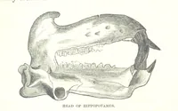 An illustration from Wild Life under the Equator. Narrated for young people, etc (1869)