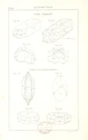 Picture 125 of 259 from Traité de Minéralogie (1855), leaf 174