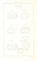 Picture 135 of 259 from Traité de Minéralogie (1855), leaf 184