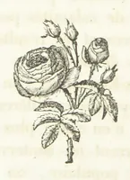 An illustration from Chorographie du Comté de Nice (1847)