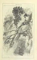 An illustration from Edith the Captive; or, the Robbers of Epping Forest. By the author of “Jane Brightwell,” [i.e. J. M. Rymer.] etc (1861)