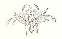 An illustration from Famous American Indians. Red Eagle and the wars with the Creek Indians of Alabama (1878)