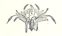 An illustration from Famous American Indians. Red Eagle and the wars with the Creek Indians of Alabama (1878)
