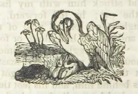 Picture 50 of 79 from Robinson Crusoe's own book; or, the voice of adventure from the civilized man cut off from his fellows ... and from the wanderer in strange seas and lands, etc (1842), leaf 210