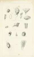 An illustration from Figures and Descriptions of the Palæozoic Fossils of Cornwall, Devon and West Somerset; observed in the course of the Ordnance Geological Survey of that district. By John Phillips, etc (1841)