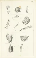 An illustration from Figures and Descriptions of the Palæozoic Fossils of Cornwall, Devon and West Somerset; observed in the course of the Ordnance Geological Survey of that district. By John Phillips, etc (1841)