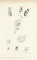 An illustration from Figures and Descriptions of the Palæozoic Fossils of Cornwall, Devon and West Somerset; observed in the course of the Ordnance Geological Survey of that district. By John Phillips, etc (1841)