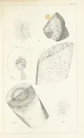 An illustration from Figures and Descriptions of the Palæozoic Fossils of Cornwall, Devon and West Somerset; observed in the course of the Ordnance Geological Survey of that district. By John Phillips, etc (1841)