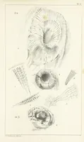 An illustration from Figures and Descriptions of the Palæozoic Fossils of Cornwall, Devon and West Somerset; observed in the course of the Ordnance Geological Survey of that district. By John Phillips, etc (1841)