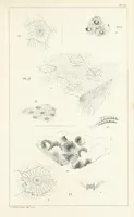 An illustration from Figures and Descriptions of the Palæozoic Fossils of Cornwall, Devon and West Somerset; observed in the course of the Ordnance Geological Survey of that district. By John Phillips, etc (1841)