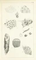 An illustration from Figures and Descriptions of the Palæozoic Fossils of Cornwall, Devon and West Somerset; observed in the course of the Ordnance Geological Survey of that district. By John Phillips, etc (1841)
