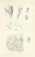 An illustration from Figures and Descriptions of the Palæozoic Fossils of Cornwall, Devon and West Somerset; observed in the course of the Ordnance Geological Survey of that district. By John Phillips, etc (1841)