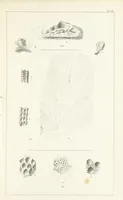 An illustration from Figures and Descriptions of the Palæozoic Fossils of Cornwall, Devon and West Somerset; observed in the course of the Ordnance Geological Survey of that district. By John Phillips, etc (1841)