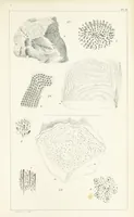 An illustration from Figures and Descriptions of the Palæozoic Fossils of Cornwall, Devon and West Somerset; observed in the course of the Ordnance Geological Survey of that district. By John Phillips, etc (1841)