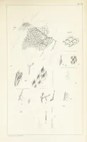 An illustration from Figures and Descriptions of the Palæozoic Fossils of Cornwall, Devon and West Somerset; observed in the course of the Ordnance Geological Survey of that district. By John Phillips, etc (1841)
