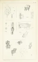 An illustration from Figures and Descriptions of the Palæozoic Fossils of Cornwall, Devon and West Somerset; observed in the course of the Ordnance Geological Survey of that district. By John Phillips, etc (1841)