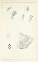 An illustration from Figures and Descriptions of the Palæozoic Fossils of Cornwall, Devon and West Somerset; observed in the course of the Ordnance Geological Survey of that district. By John Phillips, etc (1841)