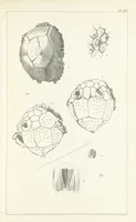 An illustration from Figures and Descriptions of the Palæozoic Fossils of Cornwall, Devon and West Somerset; observed in the course of the Ordnance Geological Survey of that district. By John Phillips, etc (1841)