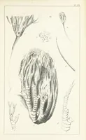 An illustration from Figures and Descriptions of the Palæozoic Fossils of Cornwall, Devon and West Somerset; observed in the course of the Ordnance Geological Survey of that district. By John Phillips, etc (1841)