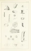 An illustration from Figures and Descriptions of the Palæozoic Fossils of Cornwall, Devon and West Somerset; observed in the course of the Ordnance Geological Survey of that district. By John Phillips, etc (1841)