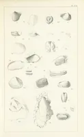 An illustration from Figures and Descriptions of the Palæozoic Fossils of Cornwall, Devon and West Somerset; observed in the course of the Ordnance Geological Survey of that district. By John Phillips, etc (1841)