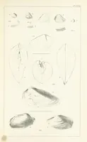 An illustration from Figures and Descriptions of the Palæozoic Fossils of Cornwall, Devon and West Somerset; observed in the course of the Ordnance Geological Survey of that district. By John Phillips, etc (1841)