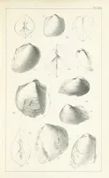 An illustration from Figures and Descriptions of the Palæozoic Fossils of Cornwall, Devon and West Somerset; observed in the course of the Ordnance Geological Survey of that district. By John Phillips, etc (1841)