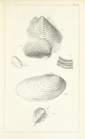 An illustration from Figures and Descriptions of the Palæozoic Fossils of Cornwall, Devon and West Somerset; observed in the course of the Ordnance Geological Survey of that district. By John Phillips, etc (1841)