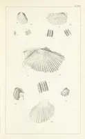 An illustration from Figures and Descriptions of the Palæozoic Fossils of Cornwall, Devon and West Somerset; observed in the course of the Ordnance Geological Survey of that district. By John Phillips, etc (1841)