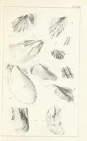 An illustration from Figures and Descriptions of the Palæozoic Fossils of Cornwall, Devon and West Somerset; observed in the course of the Ordnance Geological Survey of that district. By John Phillips, etc (1841)