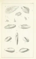 An illustration from Figures and Descriptions of the Palæozoic Fossils of Cornwall, Devon and West Somerset; observed in the course of the Ordnance Geological Survey of that district. By John Phillips, etc (1841)