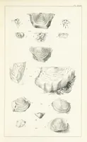 An illustration from Figures and Descriptions of the Palæozoic Fossils of Cornwall, Devon and West Somerset; observed in the course of the Ordnance Geological Survey of that district. By John Phillips, etc (1841)