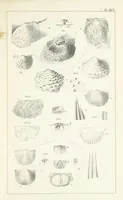 An illustration from Figures and Descriptions of the Palæozoic Fossils of Cornwall, Devon and West Somerset; observed in the course of the Ordnance Geological Survey of that district. By John Phillips, etc (1841)