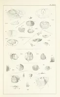 An illustration from Figures and Descriptions of the Palæozoic Fossils of Cornwall, Devon and West Somerset; observed in the course of the Ordnance Geological Survey of that district. By John Phillips, etc (1841)