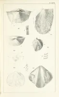 An illustration from Figures and Descriptions of the Palæozoic Fossils of Cornwall, Devon and West Somerset; observed in the course of the Ordnance Geological Survey of that district. By John Phillips, etc (1841)