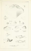 An illustration from Figures and Descriptions of the Palæozoic Fossils of Cornwall, Devon and West Somerset; observed in the course of the Ordnance Geological Survey of that district. By John Phillips, etc (1841)