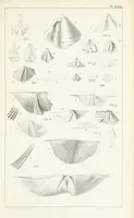 An illustration from Figures and Descriptions of the Palæozoic Fossils of Cornwall, Devon and West Somerset; observed in the course of the Ordnance Geological Survey of that district. By John Phillips, etc (1841)