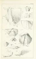 An illustration from Figures and Descriptions of the Palæozoic Fossils of Cornwall, Devon and West Somerset; observed in the course of the Ordnance Geological Survey of that district. By John Phillips, etc (1841)