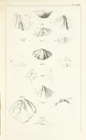 An illustration from Figures and Descriptions of the Palæozoic Fossils of Cornwall, Devon and West Somerset; observed in the course of the Ordnance Geological Survey of that district. By John Phillips, etc (1841)