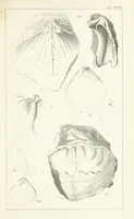 An illustration from Figures and Descriptions of the Palæozoic Fossils of Cornwall, Devon and West Somerset; observed in the course of the Ordnance Geological Survey of that district. By John Phillips, etc (1841)