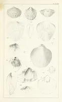 An illustration from Figures and Descriptions of the Palæozoic Fossils of Cornwall, Devon and West Somerset; observed in the course of the Ordnance Geological Survey of that district. By John Phillips, etc (1841)