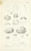 An illustration from Figures and Descriptions of the Palæozoic Fossils of Cornwall, Devon and West Somerset; observed in the course of the Ordnance Geological Survey of that district. By John Phillips, etc (1841)