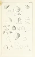 An illustration from Figures and Descriptions of the Palæozoic Fossils of Cornwall, Devon and West Somerset; observed in the course of the Ordnance Geological Survey of that district. By John Phillips, etc (1841)
