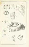An illustration from Figures and Descriptions of the Palæozoic Fossils of Cornwall, Devon and West Somerset; observed in the course of the Ordnance Geological Survey of that district. By John Phillips, etc (1841)