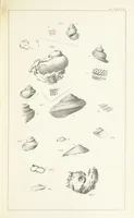 An illustration from Figures and Descriptions of the Palæozoic Fossils of Cornwall, Devon and West Somerset; observed in the course of the Ordnance Geological Survey of that district. By John Phillips, etc (1841)