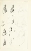 An illustration from Figures and Descriptions of the Palæozoic Fossils of Cornwall, Devon and West Somerset; observed in the course of the Ordnance Geological Survey of that district. By John Phillips, etc (1841)